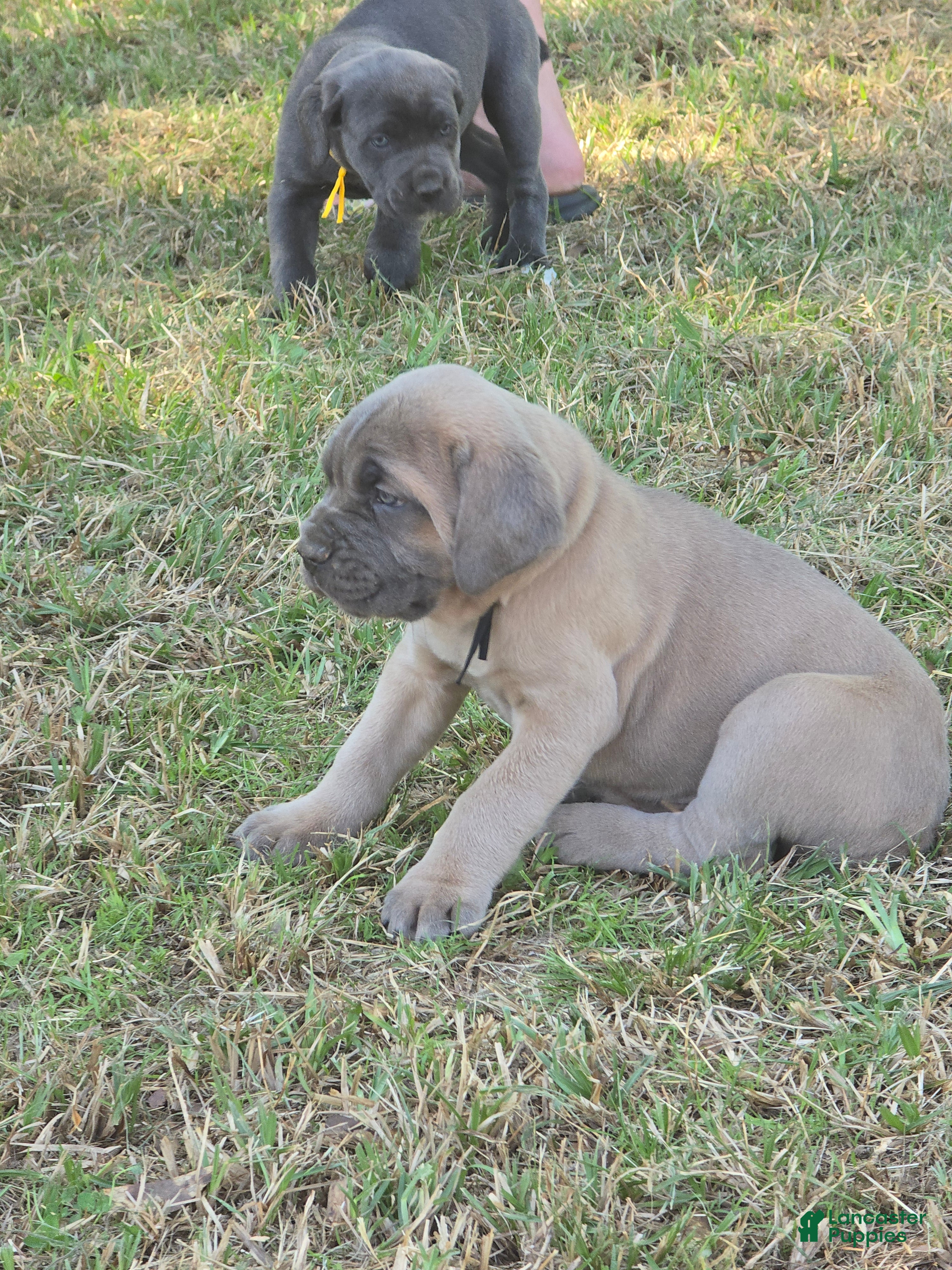 Cane Corso dogs Cane Corso Puppy 7 - Ad 1