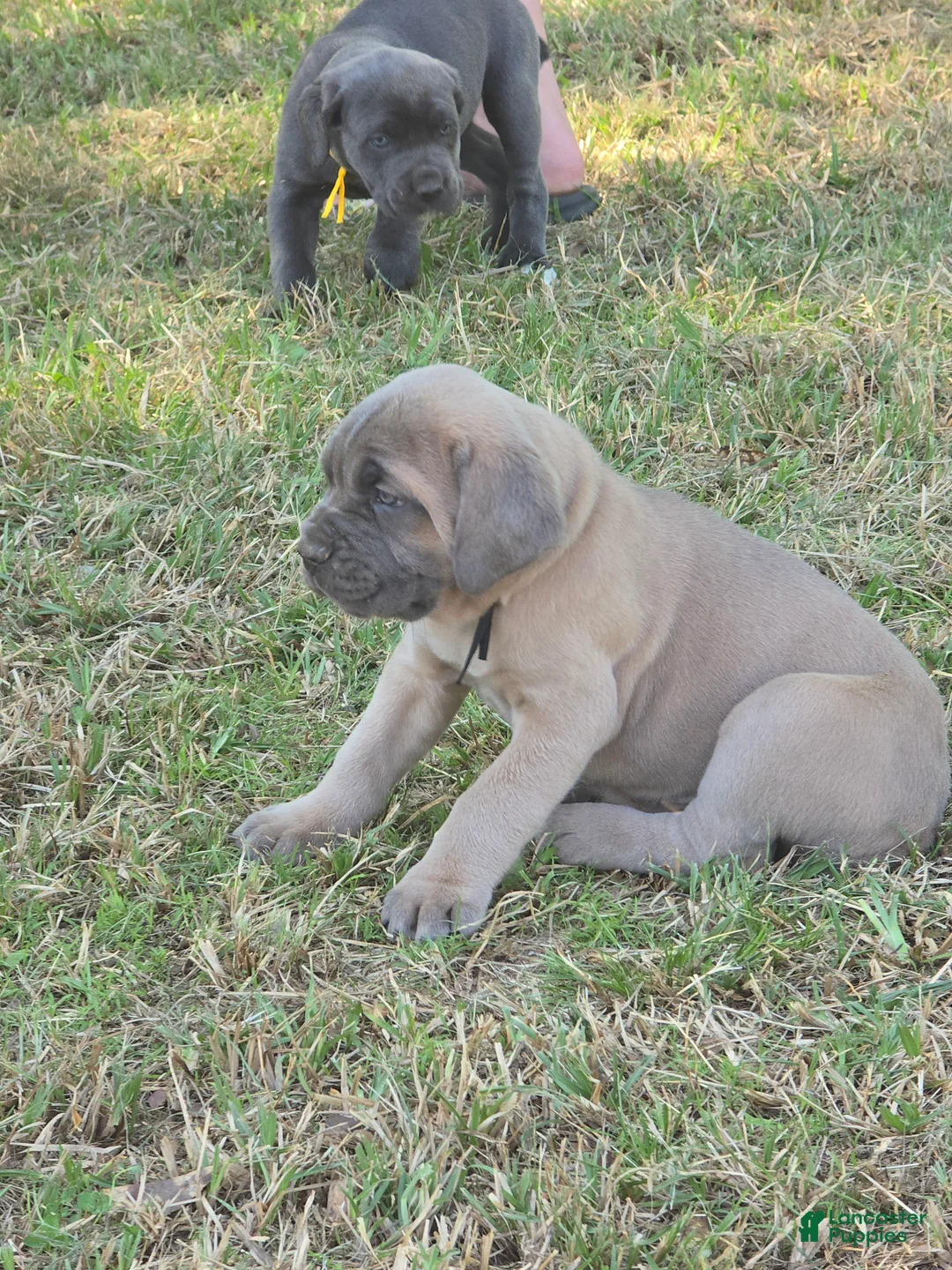 Cane Corso dogs for sale: Cane Corso Puppy 7 - Ad 1