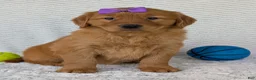 Golden Retriever dogs for sale: Miss Summer  - Ad 6
