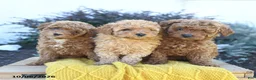 Toy Poodle dogs for sale: Enzo - Ad 5