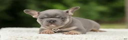 French Bulldog dogs for sale: Dallas - Ad 5
