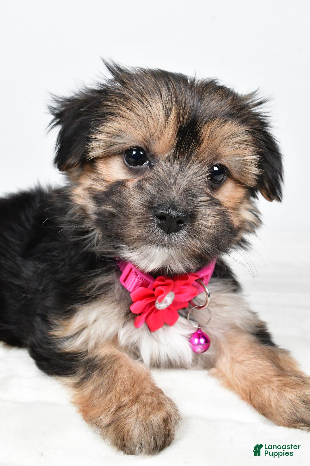 Morkie dogs for sale: Nila - Ad 6
