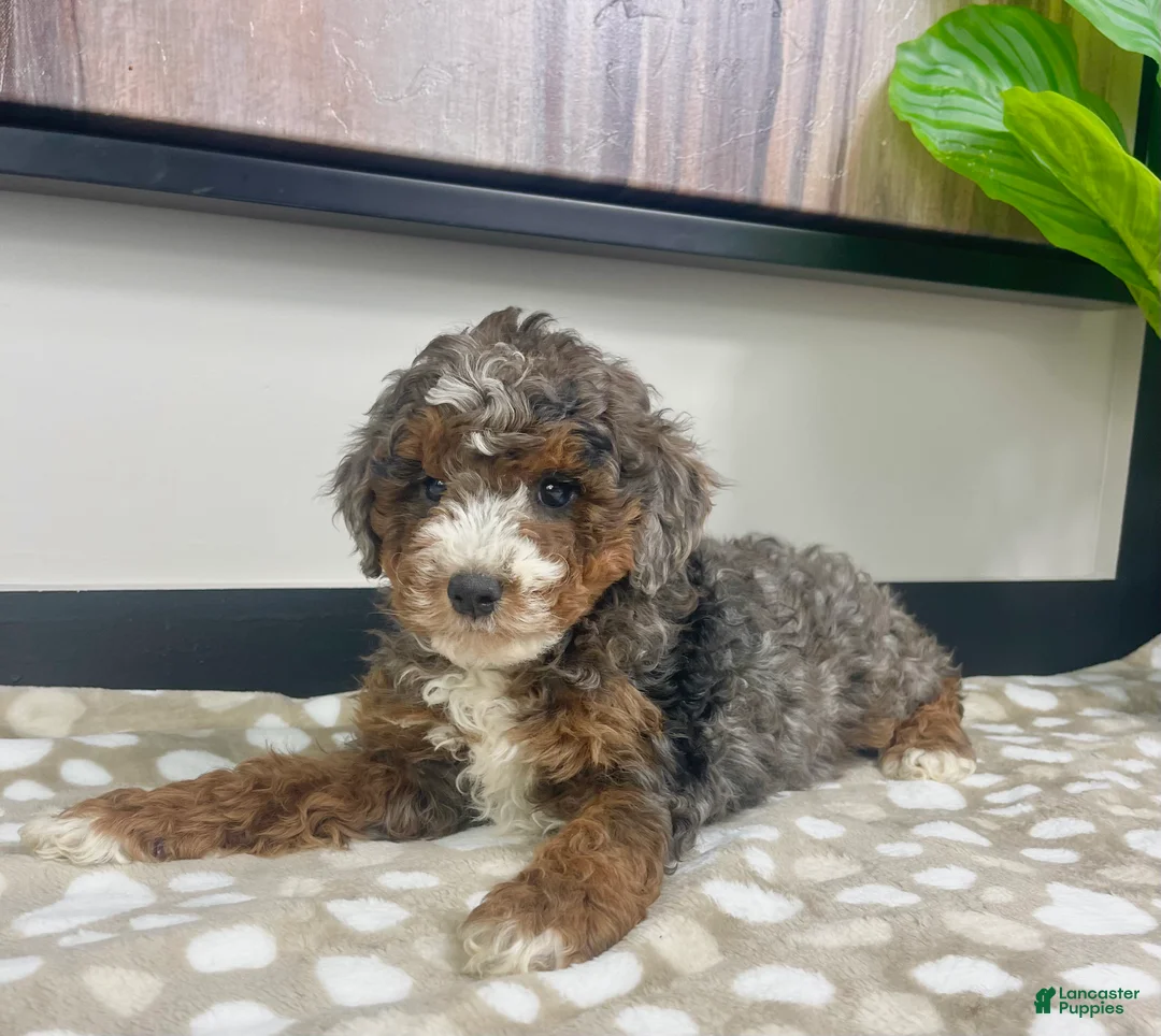 Mini Bernedoodle dogs for sale: Bailey - Ad 2