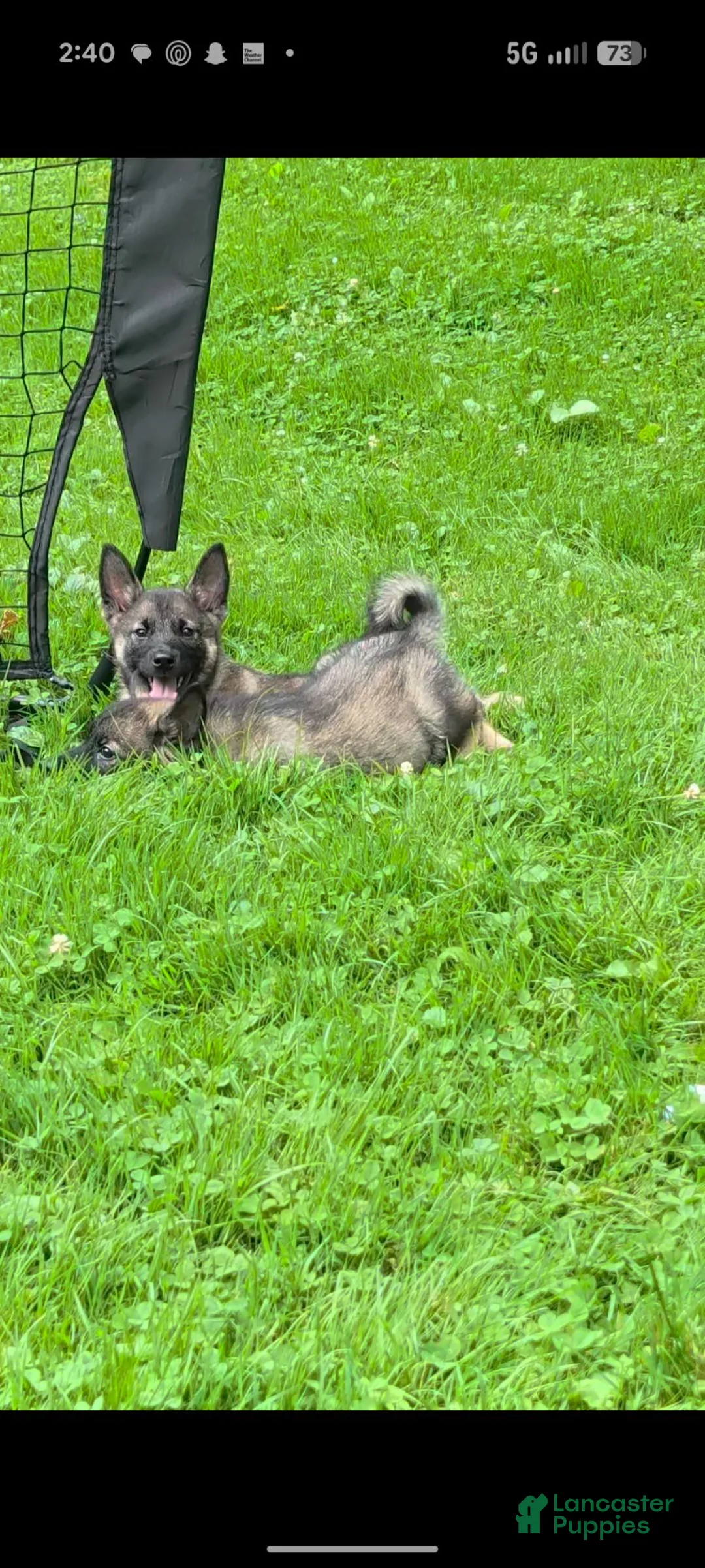 Norwegian Elkhound dogs for sale: Buddy  - Ad 2