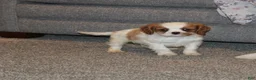 Cavalier King Charles Spaniel dogs for sale: Cavalier King Charles Spaniel Puppy 3 - Ad 2