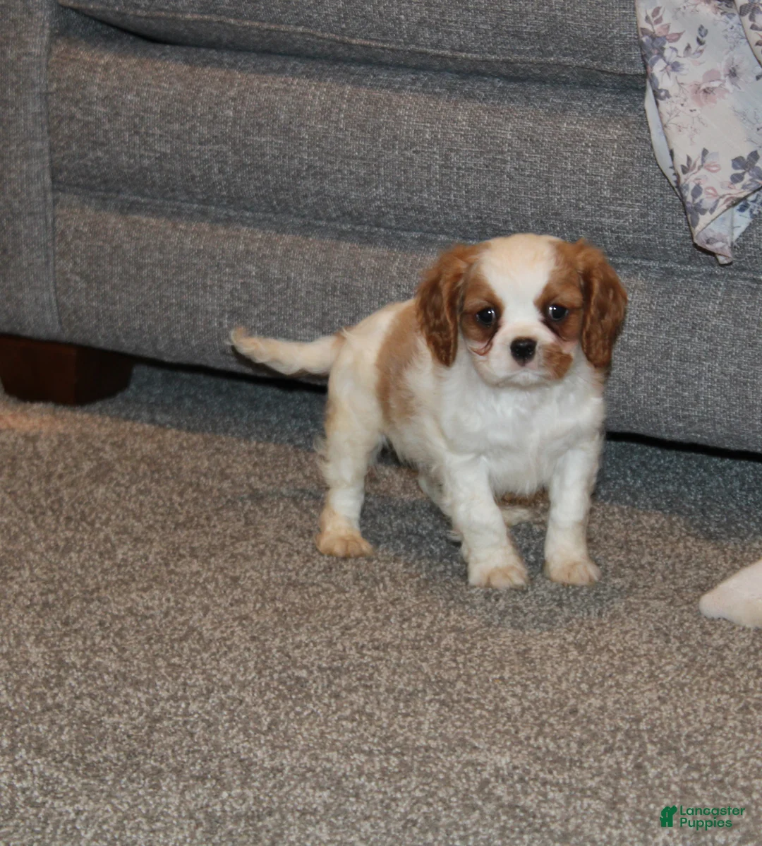 Cavalier King Charles Spaniel dogs for sale: Cavalier King Charles Spaniel Puppy 3 - Ad 2