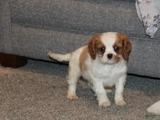Cavalier King Charles Spaniel dogs Cavalier King Charles Spaniel Puppy 3 - Ad 34