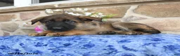German Shepherd dogs for sale: Sphinx - Ad 2