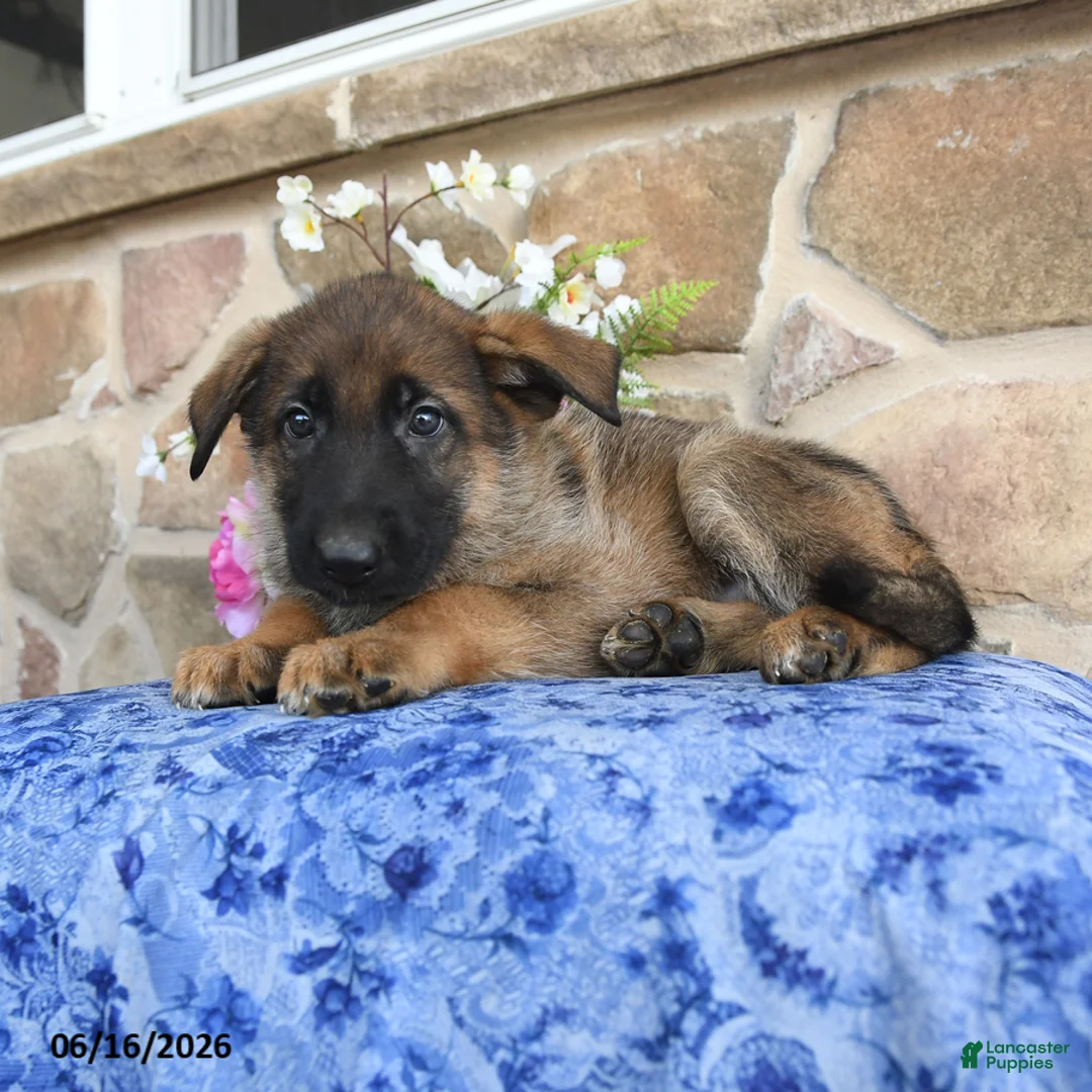 German Shepherd dogs for sale: Sphinx - Ad 2