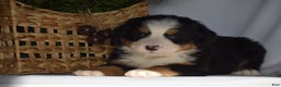 Bernese Mountain Dog dogs for sale: Ember - Ad 6