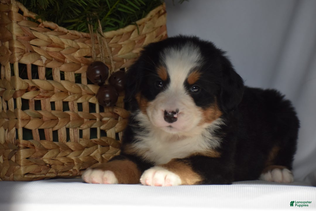Bernese Mountain Dog dogs for sale: Ember - Ad 6