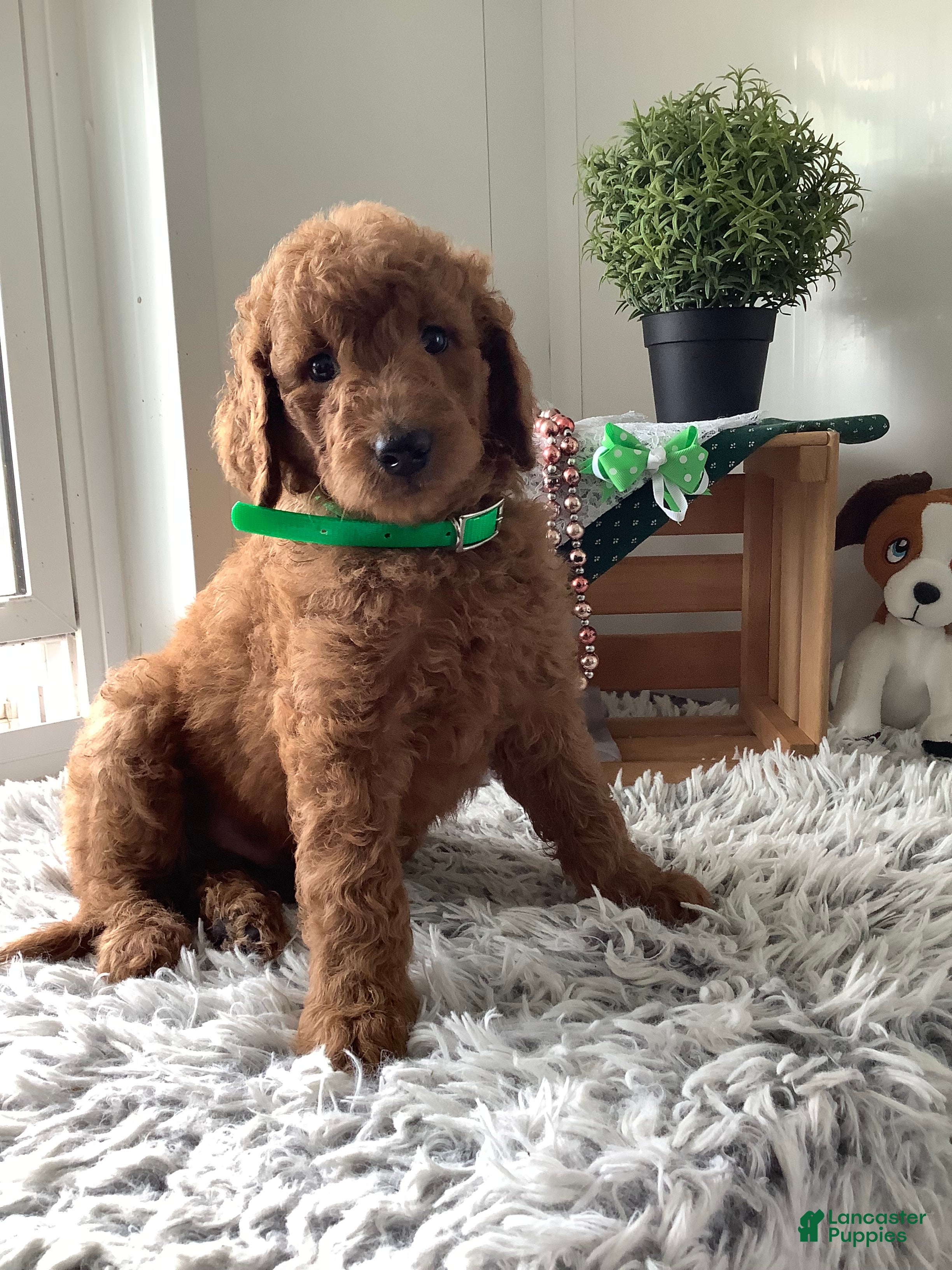 Goldendoodle dogs for sale: Goldendoodle 1 Rascal - f1b   - Ad 2