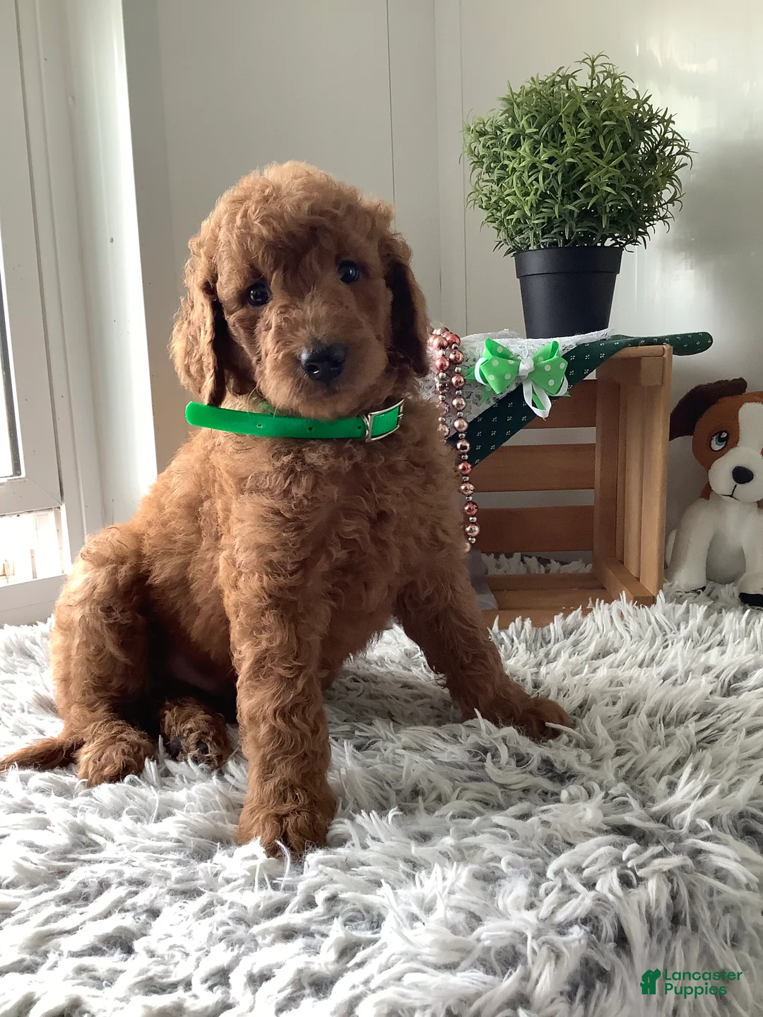 Goldendoodle dogs for sale: Goldendoodle 1 Rascal - f1b   - Ad 1