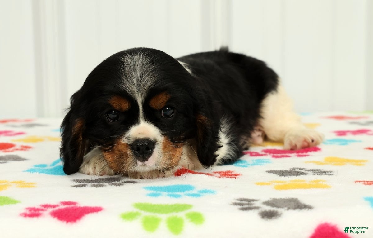 Cavalier King Charles Spaniel dogs Leo - Ad 2