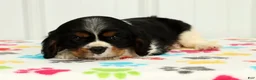 Cavalier King Charles Spaniel dogs for sale: Leo - Ad 2