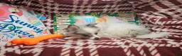Pomeranian dogs for sale: Izza the Lovely  - Ad 3