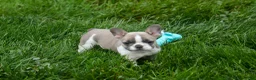 French Bulldog dogs for sale: Ava Belle (Lilac Fawn & White) - Ad 16