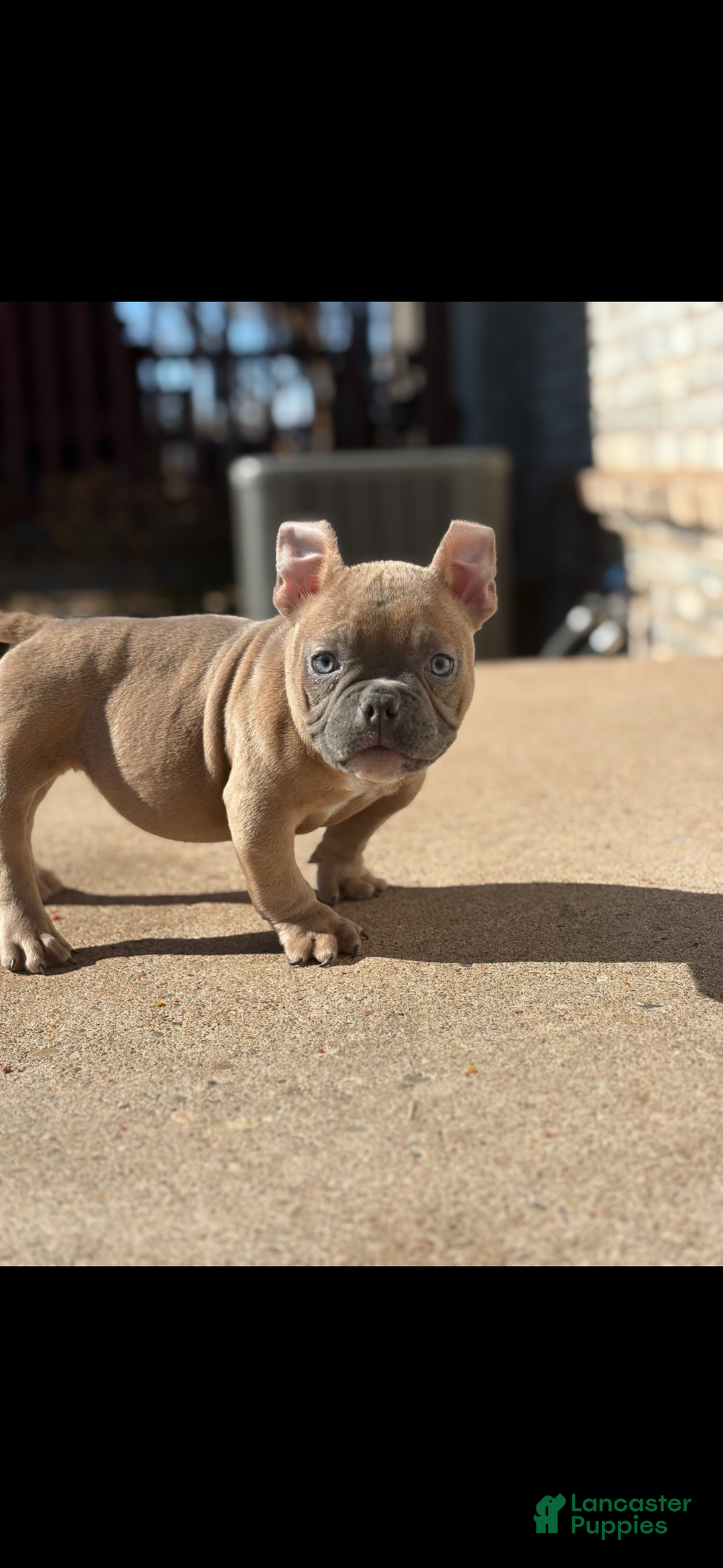 American Bully dogs for sale: American Bully Puppy 1 - Ad 4