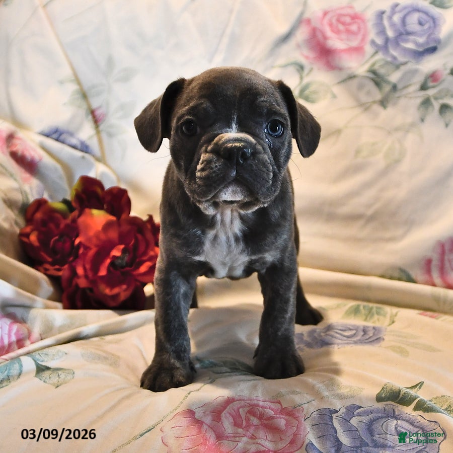 Frenchton dogs Blue  - Ad 1