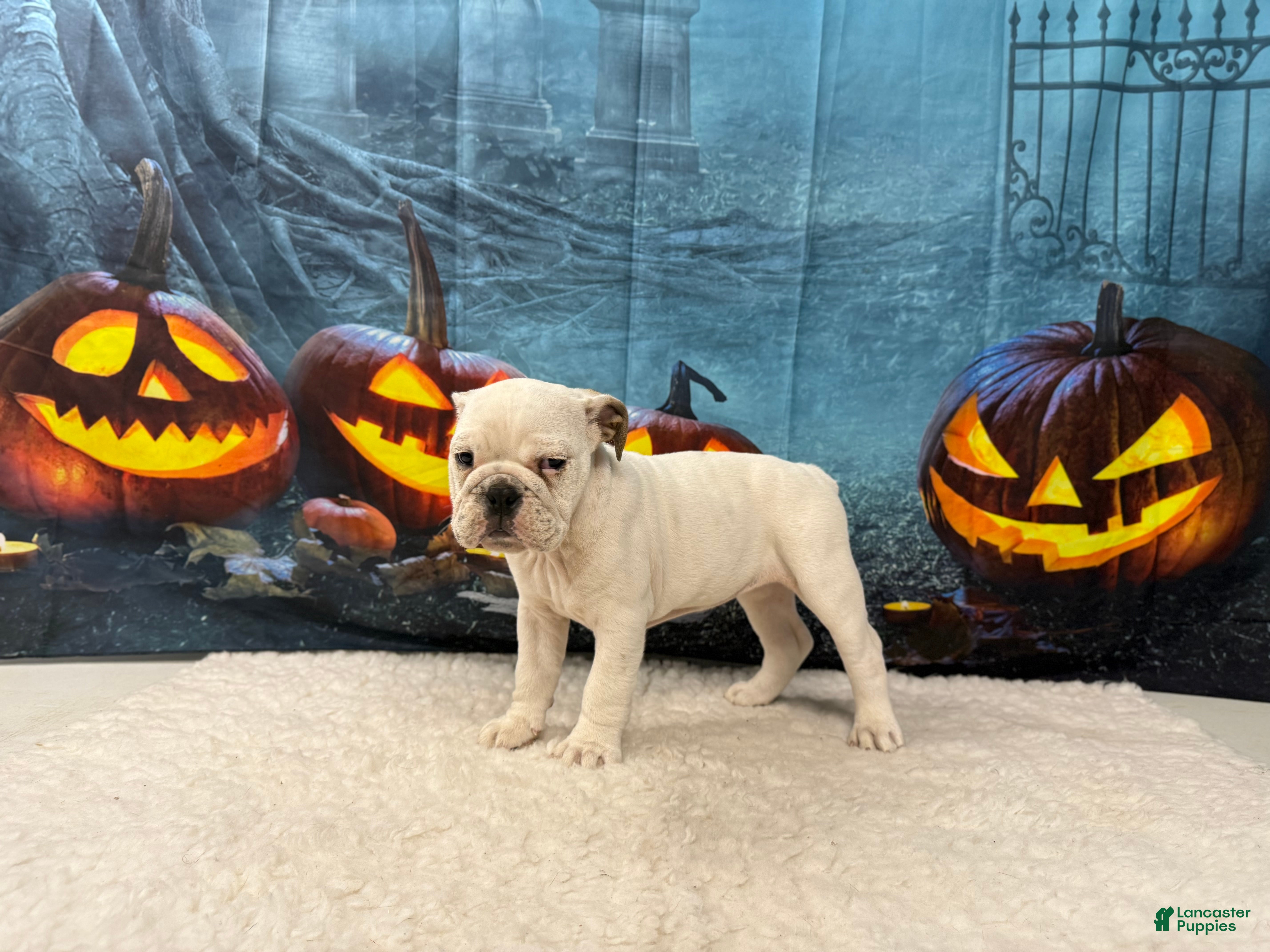 English Bulldog dogs Mayo - Ad 8