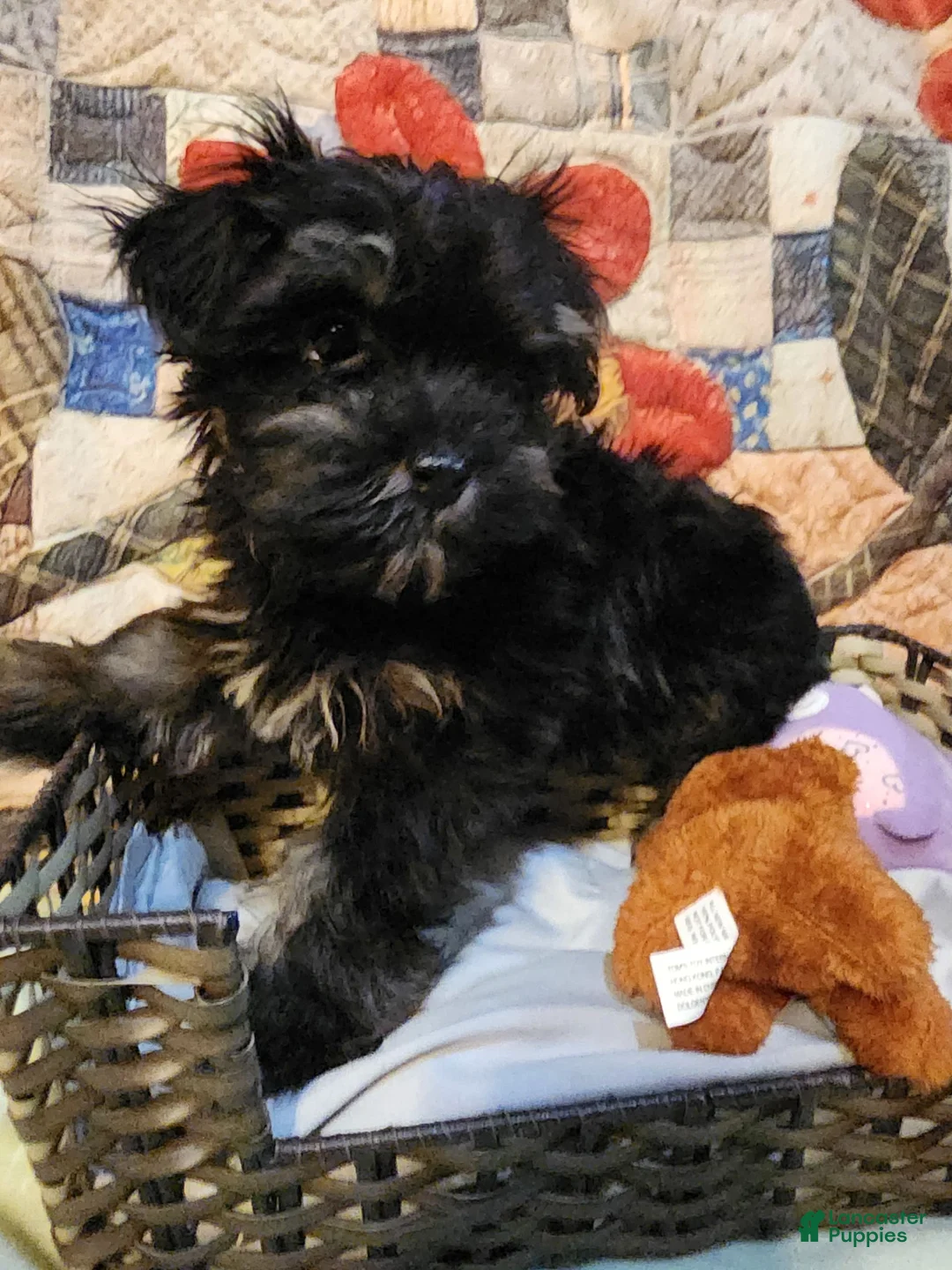 Gallery Image {{count}}