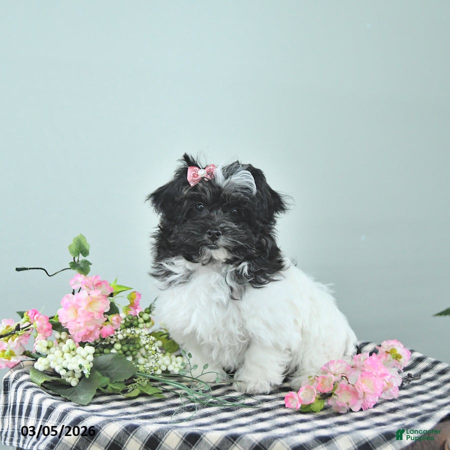 Havapoo dogs Elsa - Ad 1