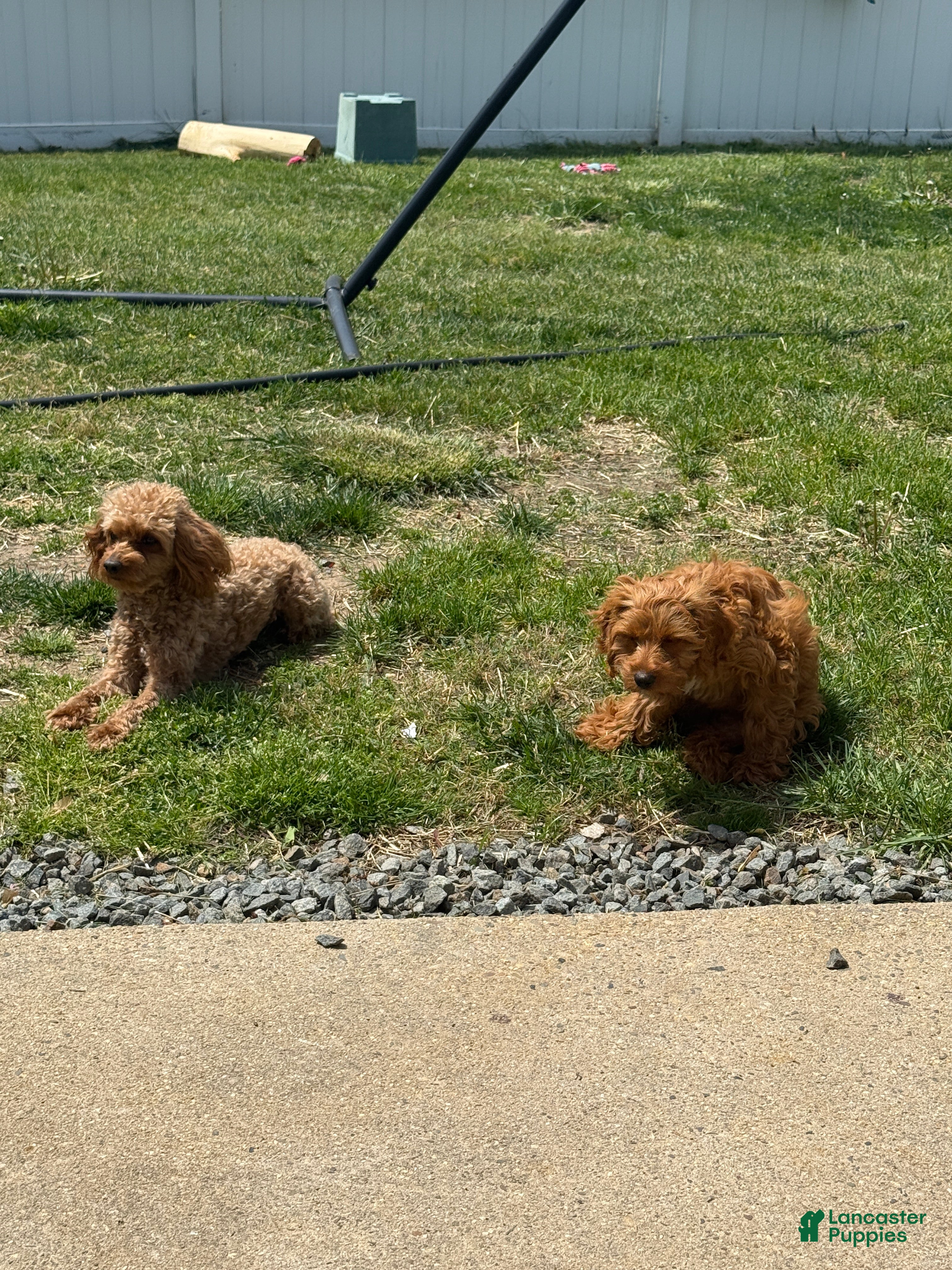 Cockapoo dogs Remy - Ad 2