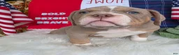 American Bully dogs for sale: Rocket - Ad 5
