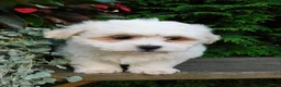 Teddy Bear dogs for sale: Fluffy  - Ad 3