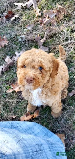 Gallery Image {{count}}