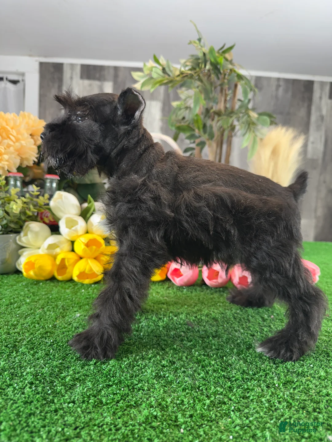 Miniature Schnauzer dogs for sale: Kobe - Ad 5