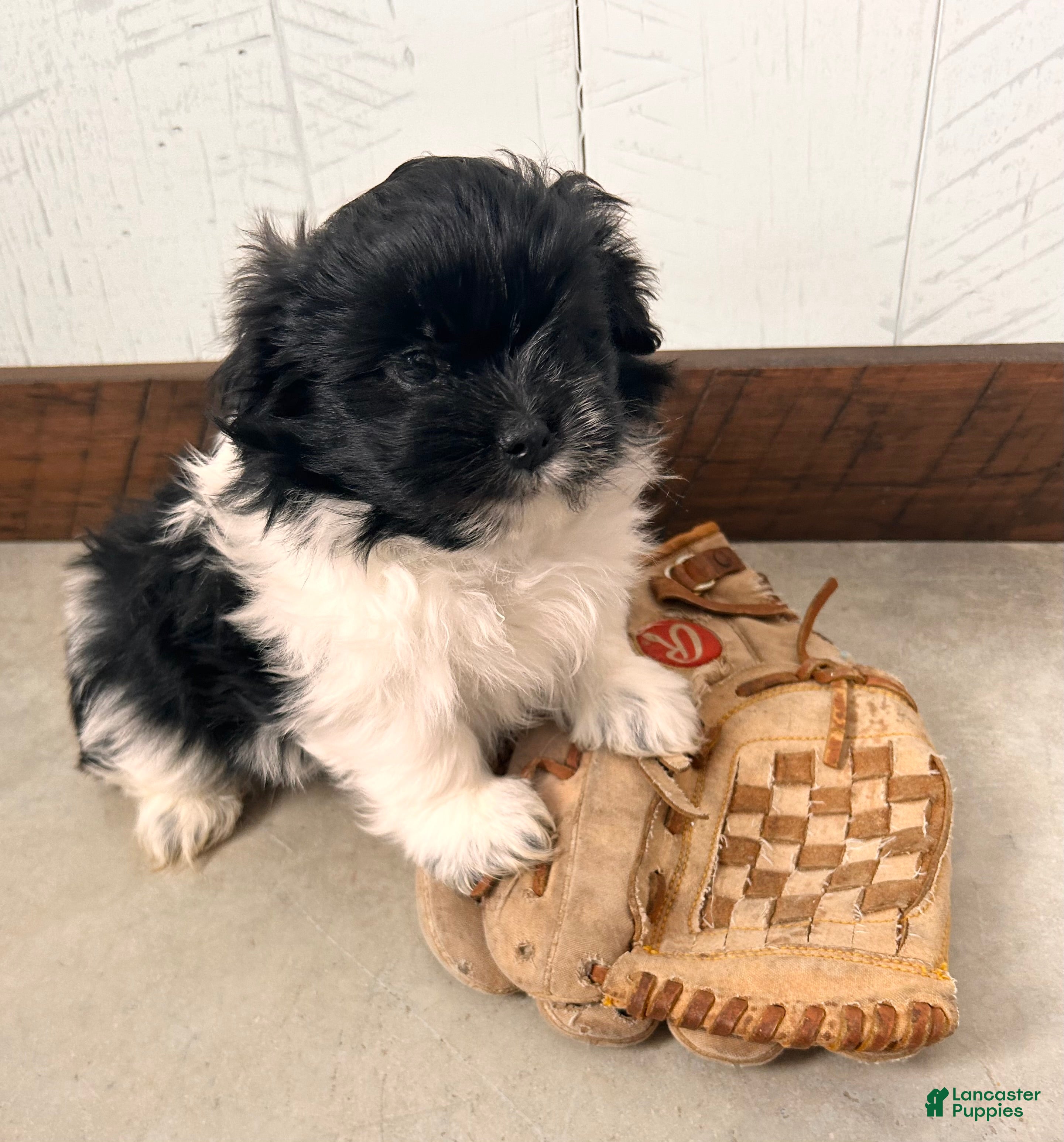 Mixed Breed dogs Tux - Ad 42