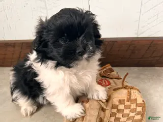 Mixed Breed dogs Tux - Ad 42