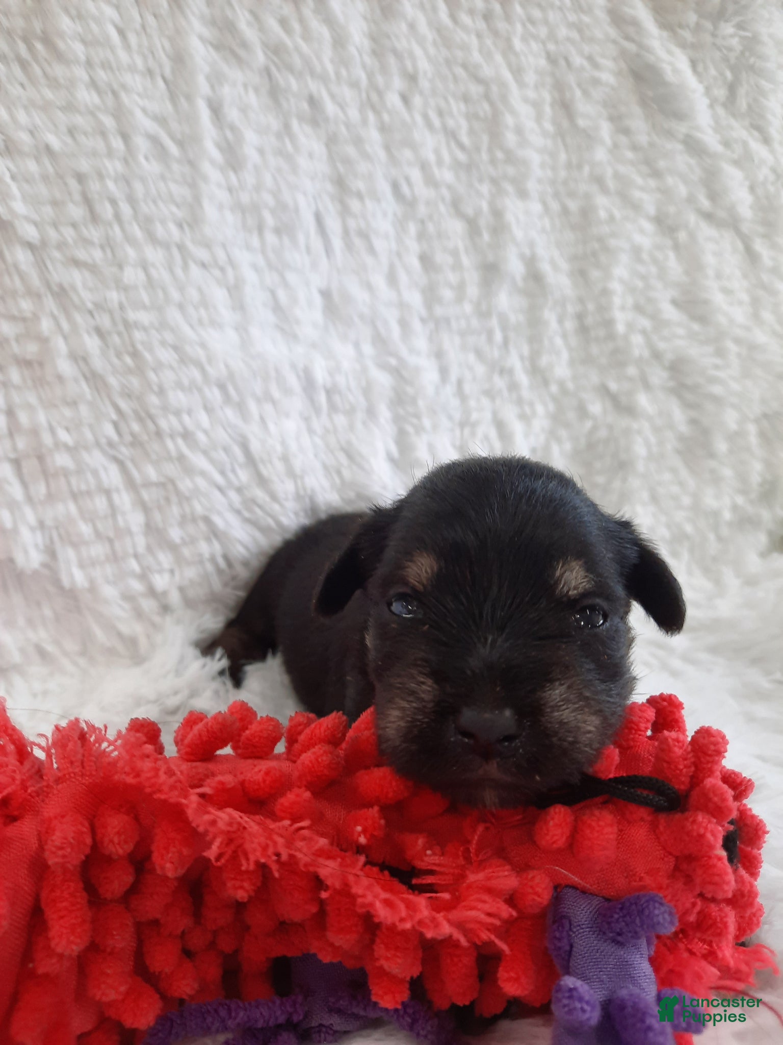 Miniature Schnauzer dogs AKC Sweet Pea - Ad 1