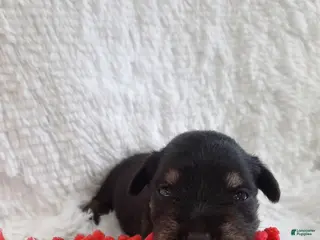 Miniature Schnauzer dogs for sale: AKC Sweet Pea - Ad 2