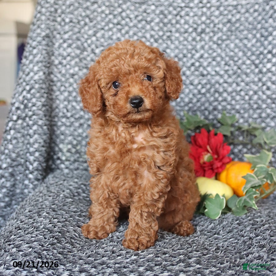 Miniature Poodle dogs Peanut  - Ad 1