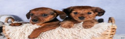 Miniature Dachshund dogs for sale: Jasper - Ad 44