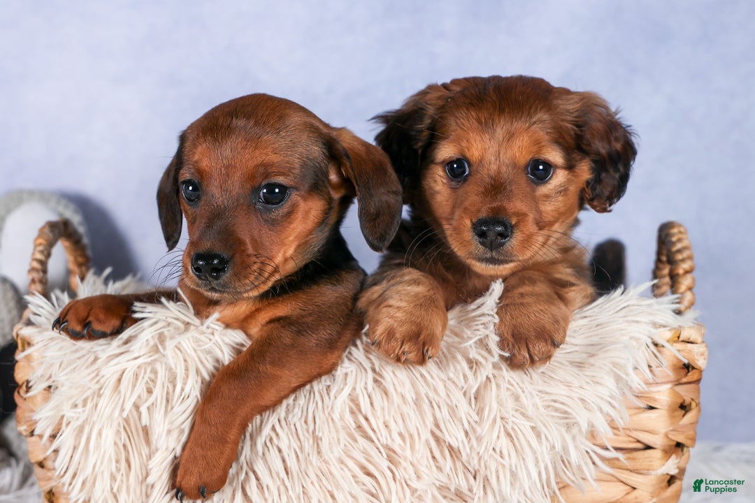 Miniature Dachshund dogs for sale: Jasper - Ad 44
