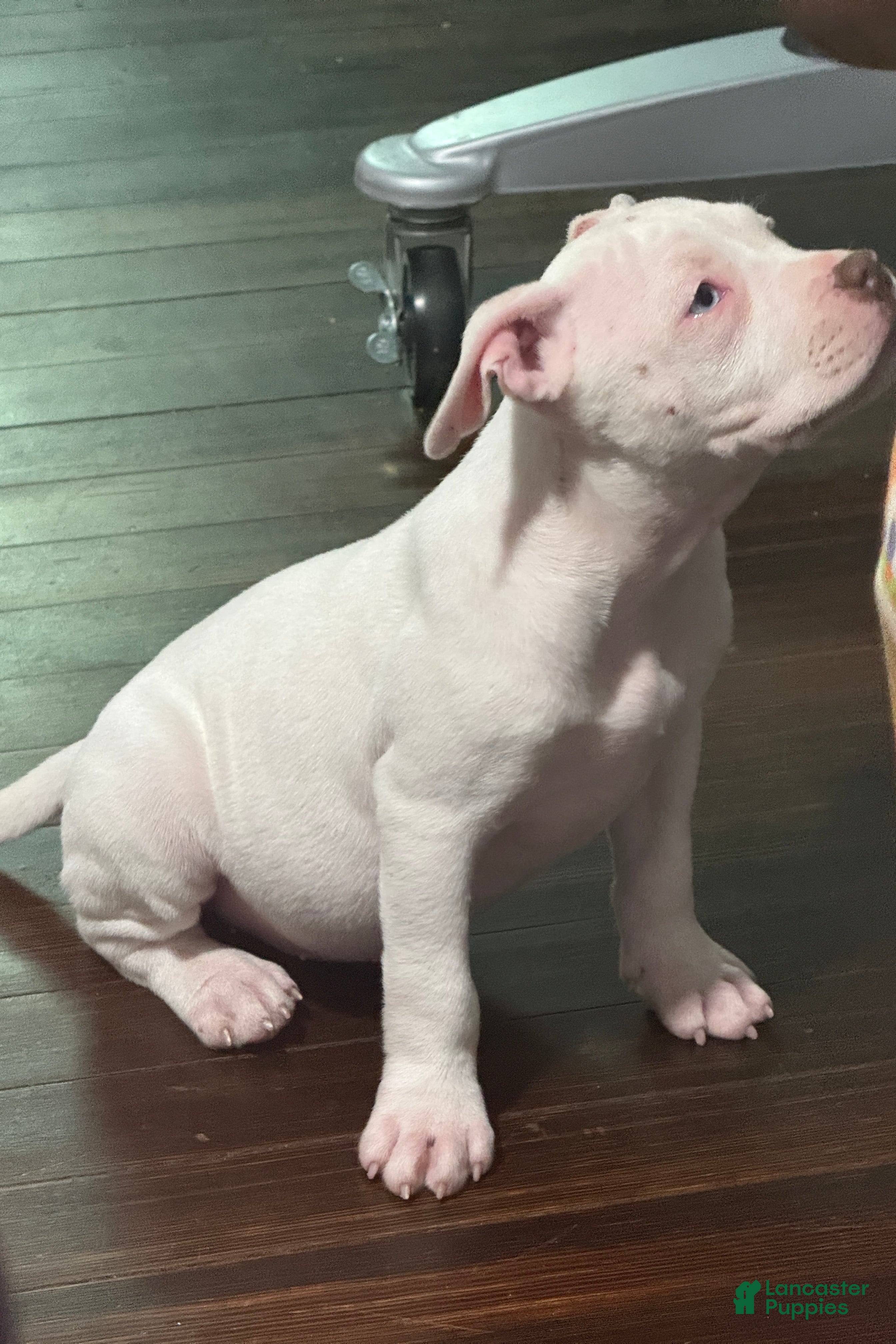American Bully dogs for sale: Snoh - Ad 2