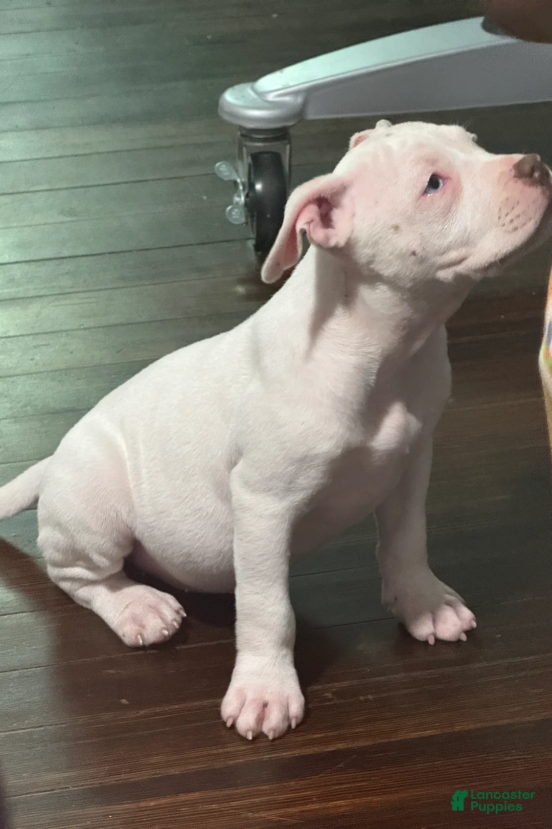 American Bully dogs for sale: Snoh - Ad 1