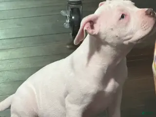 American Bully dogs for sale: Snoh - Ad 2