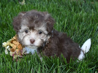 Havanese dogs - Ad 26