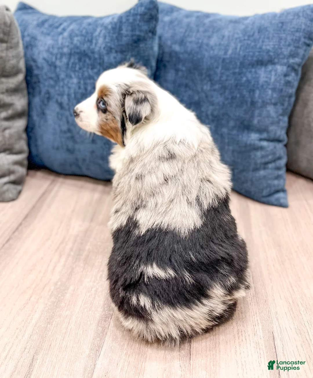 Miniature Australian Shepherd dogs for sale: Bingo - Ad 5