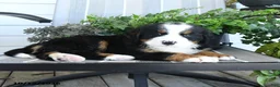 Bernese Mountain Dog dogs for sale: Isla - Ad 4