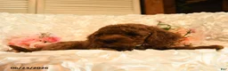 Mini Goldendoodle dogs for sale: Gale - Ad 5
