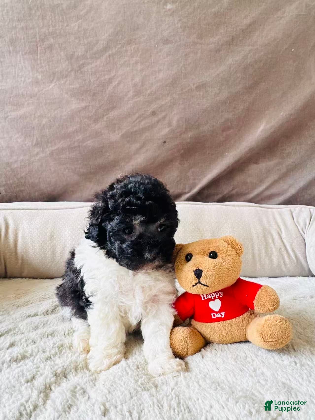 Toy Poodle dogs Toy Poodle Puppy 2 - Ad 5