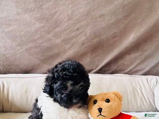 Toy Poodle dogs Toy Poodle Puppy 2 - Ad 5