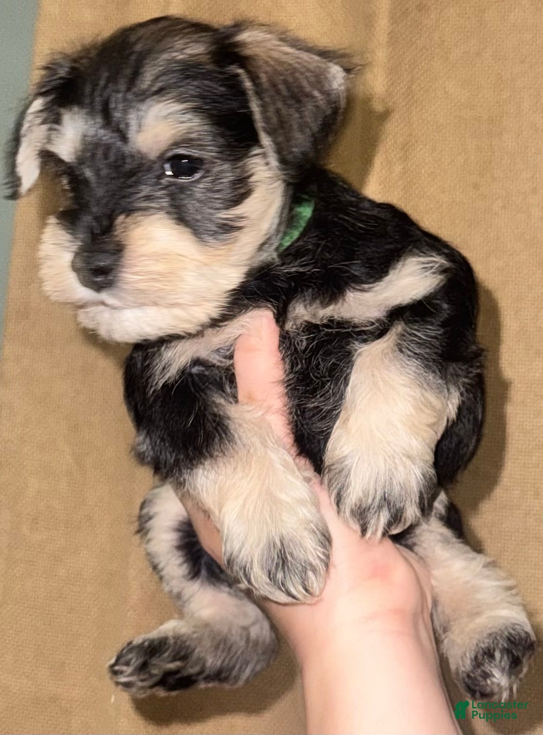Miniature Schnauzer dogs Miniature Schnauzer Puppy 3 - Ad 42