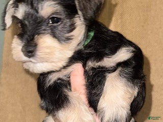 Miniature Schnauzer dogs Miniature Schnauzer Puppy 3 - Ad 30