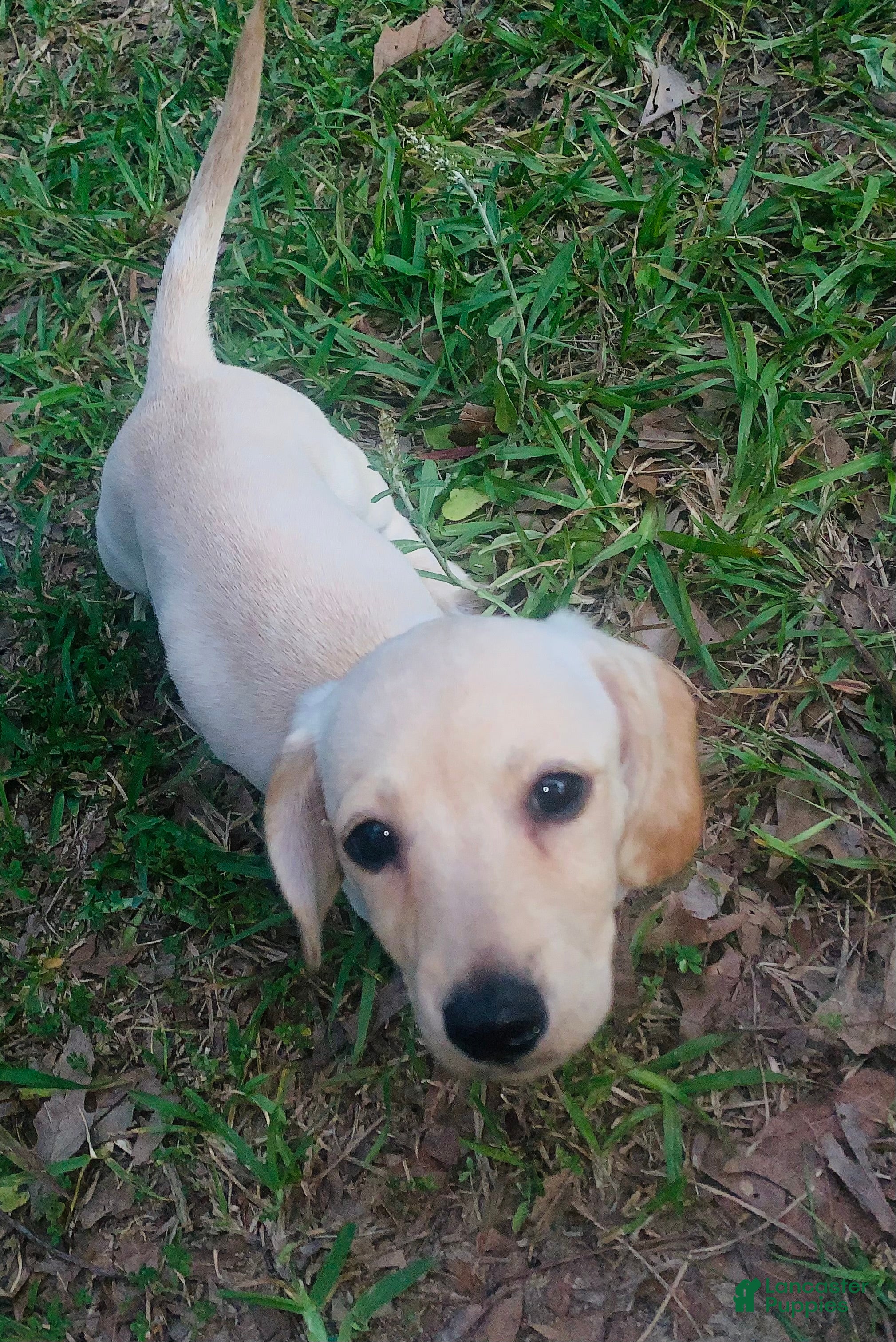 Dachshund dogs Dachshund Puppy 2 - Ad 1